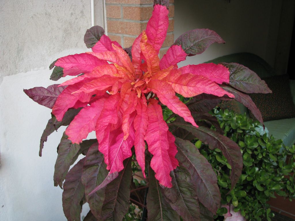 Riconoscimento - Amaranthus tricolor